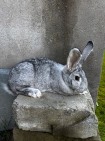 Sprzedam królika (samice)