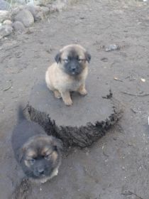 Oddam owczarki niemieckie