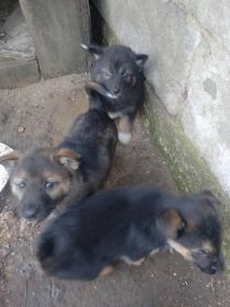 Oddam owczarki niemieckie