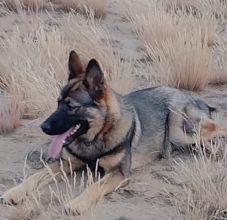 Oddam owczarki niemieckie