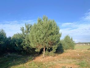 Działki budowlane na sprzedaż OLIMPIA gm. BRUDZEW