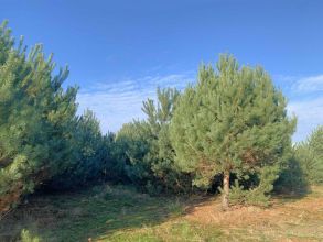 Działki budowlane na sprzedaż OLIMPIA gm. BRUDZEW