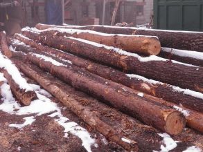 Kupię drewno, las, sosna