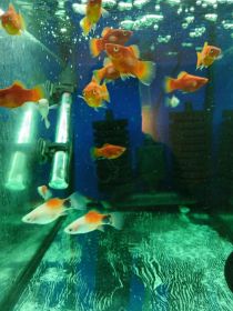 Rybki akwariowe różne