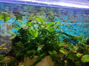 Rybki akwariowe - gupiki 30szt - na Start lub...