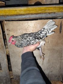 Sprzedam sebrytki złote i srebrne