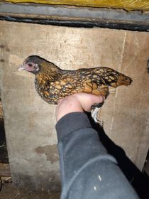 Sprzedam sebrytki złote i srebrne