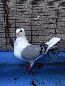 Sprzedam gołębie mewki