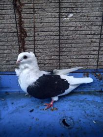 Sprzedam gołębie mewki