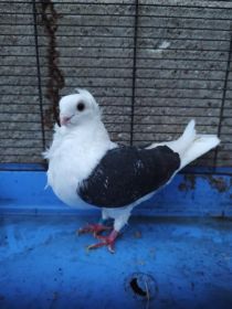 Sprzedam gołębie mewki