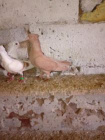 Witam sprzedam 2 króliki i gołebia