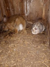 Witam sprzedam 2 króliki i gołebia