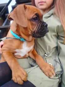 Szczeniak Bokser z Rodowodem