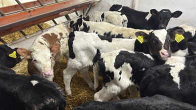 Cielęta z Polski HF, NCB, MM 4-6 tygodni