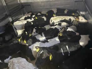 Cielęta z Polski HF, NCB, MM 4-6 tygodni