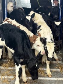 Cielęta z Polski HF, NCB, MM 4-6 tygodni