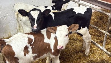 Cielęta z Polski HF, NCB, MM 4-6 tygodni