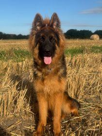 Owczarek niemiecki długowłosy