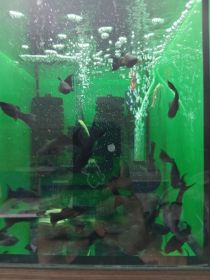 Rybki akwariowe molinezje