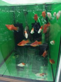 Rybki akwariowe