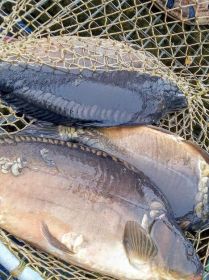 żywe ryby; karp, jesiotr.