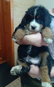 Berneński Pies Pasterski