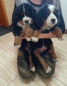 Berneński Pies Pasterski