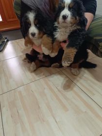 Berneński Pies Pasterski