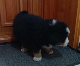 Berneński Pies Pasterski