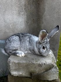 Sprzedam królika (samice)