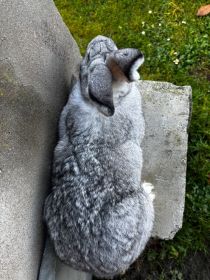 Sprzedam królika (samice)