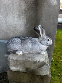 Sprzedam królika (samice)