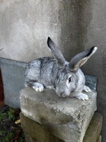 Sprzedam królika (samice)