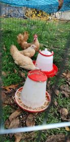 Sprzedam sebrytki stado