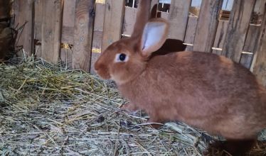 Nowozelandzki czerwony