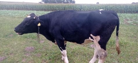 Sprzedam jałówkę cielną