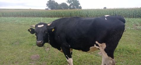 Sprzedam jałówkę cielną