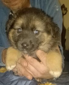 Oddam owczarki niemieckie