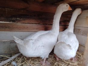 Sprzedam gęsi kołudzkie