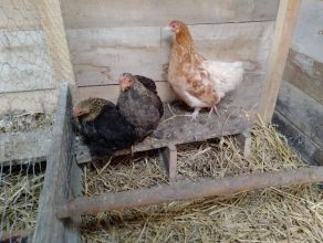 Sprzedam kochiny miniaturowe