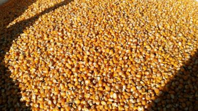 Kukurydza sucha 2025