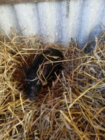 Sprzedam świnkę wietnamską