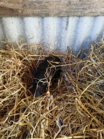 Sprzedam świnkę wietnamską