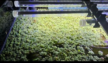 Oddam roslinki plywajace