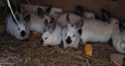 Kalifornijski czarny