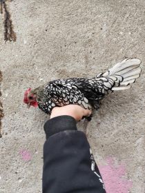 Sprzedam koguta sebrytki