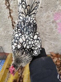 Sprzedam koguta sebrytki