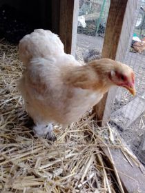 Sprzedam lub zamienię