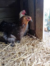 Sprzedam lub zamienię