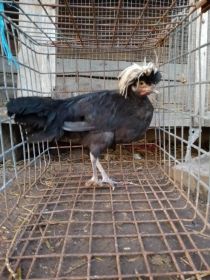 Sprzedam lub zamienię